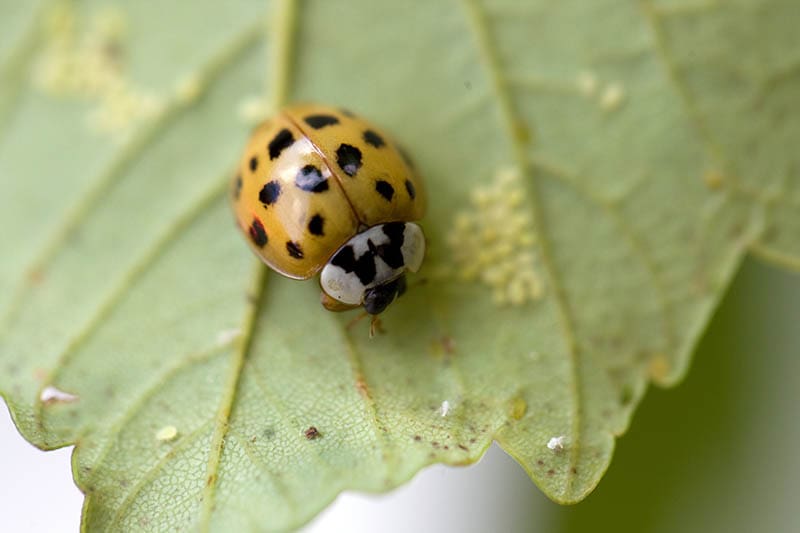 16-spot ladybug on a leaf