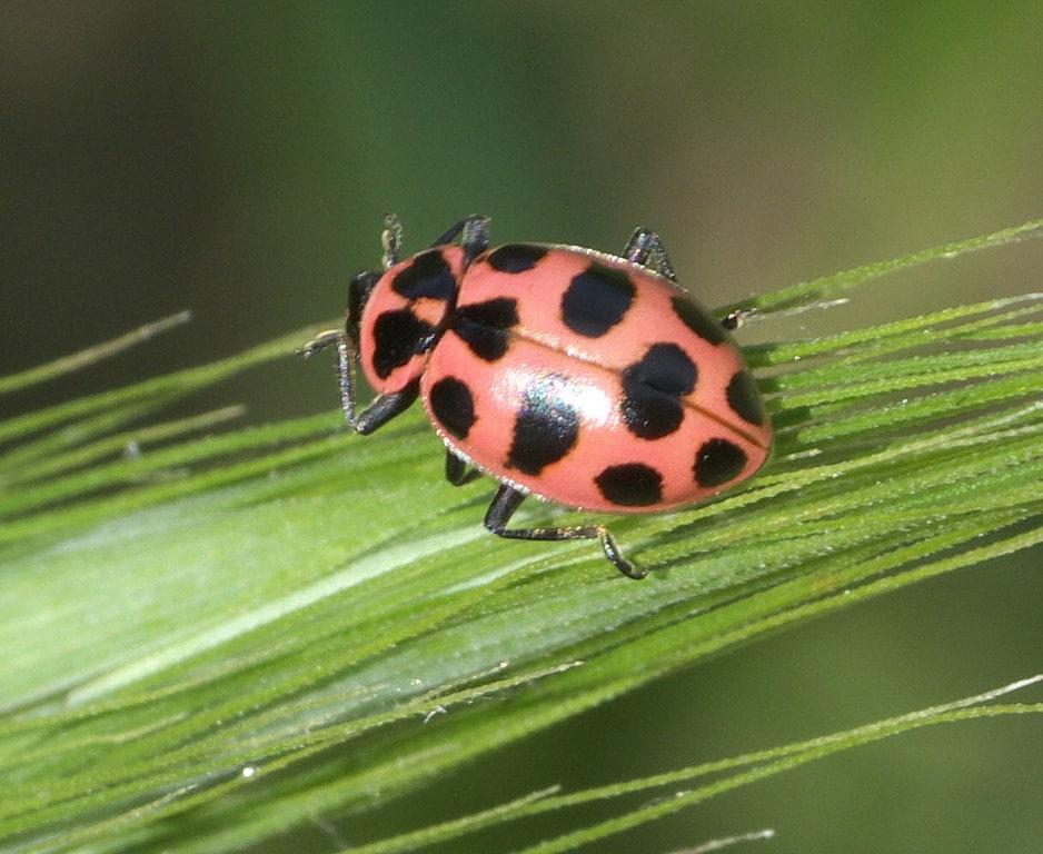 Coleomegilla_maculata