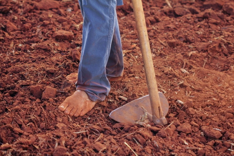 A barefoot farmer on clay graden soil