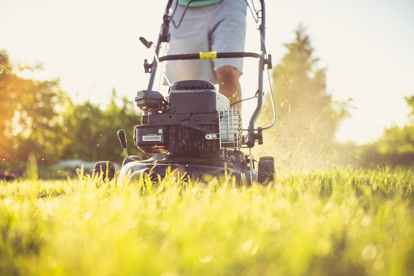 a cropped man mowing the lawn