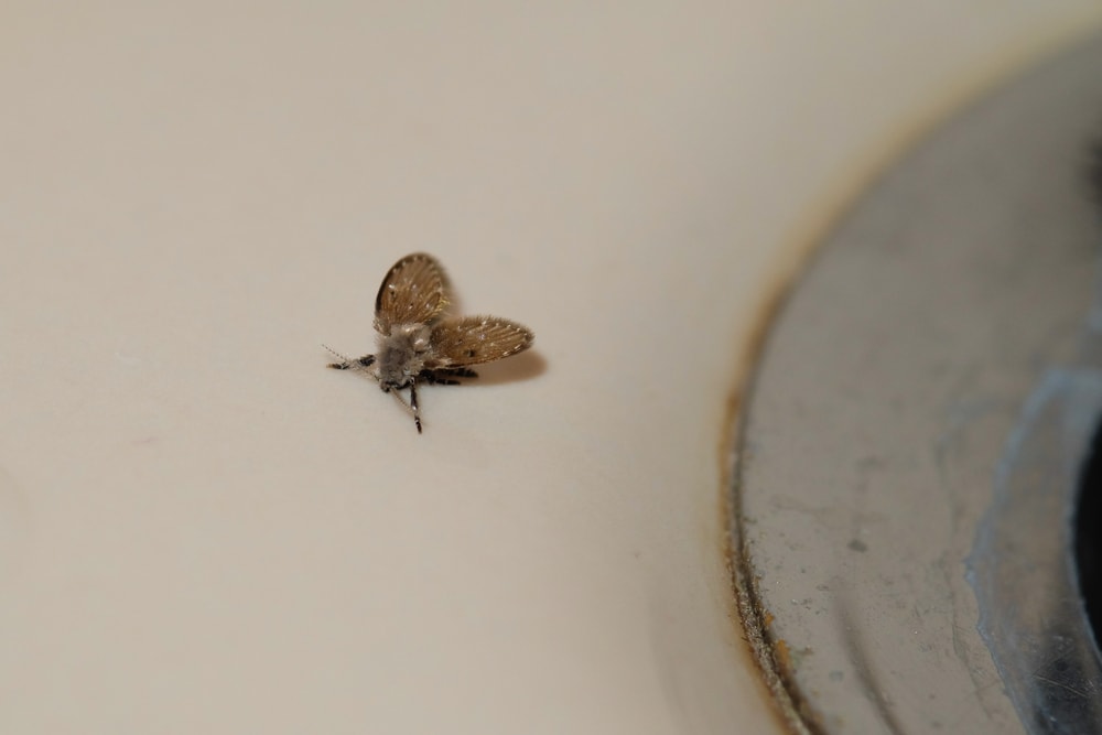 A drain fly (Psychodidae) hanging around in the bathroom close to a sink