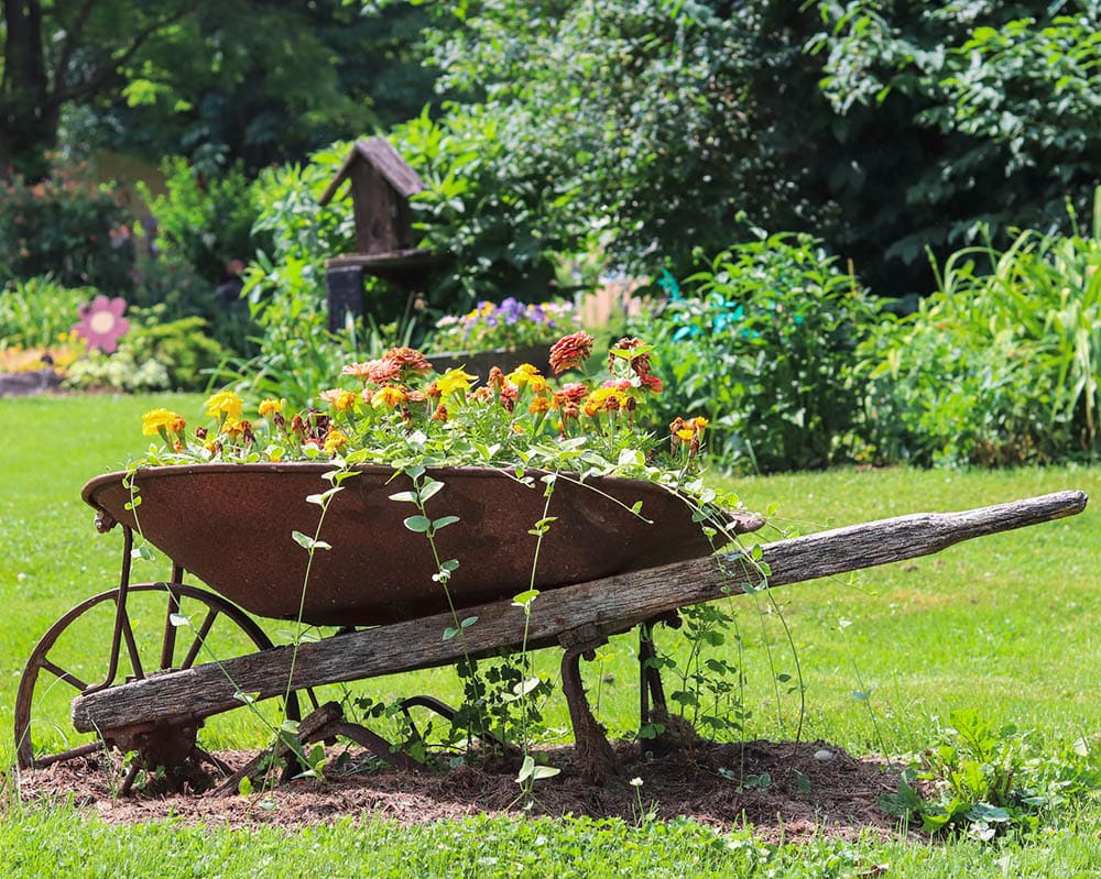 a wheelbarrow planter