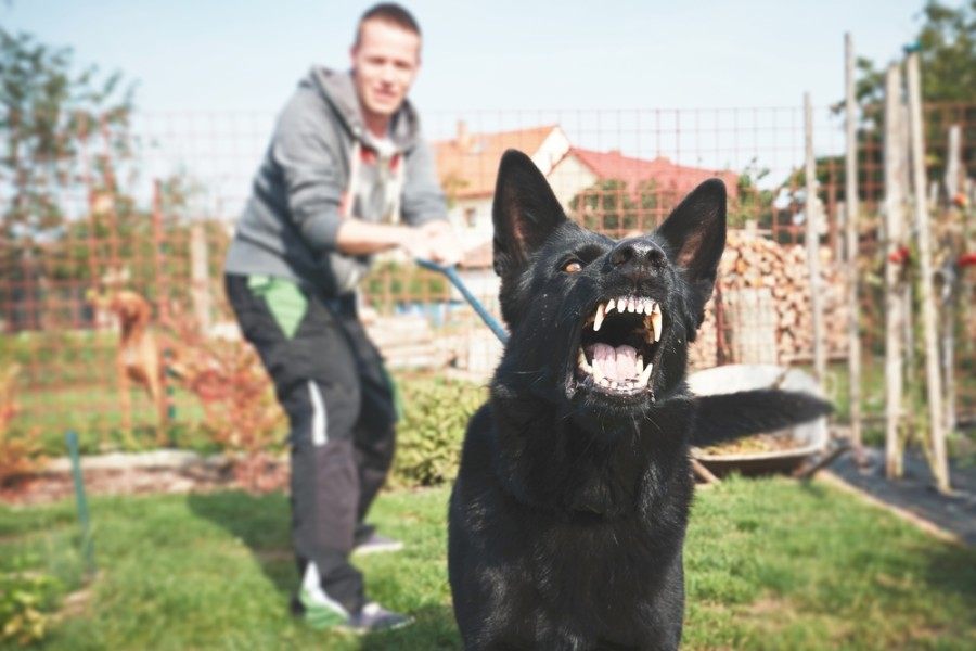 aggressive dog barking