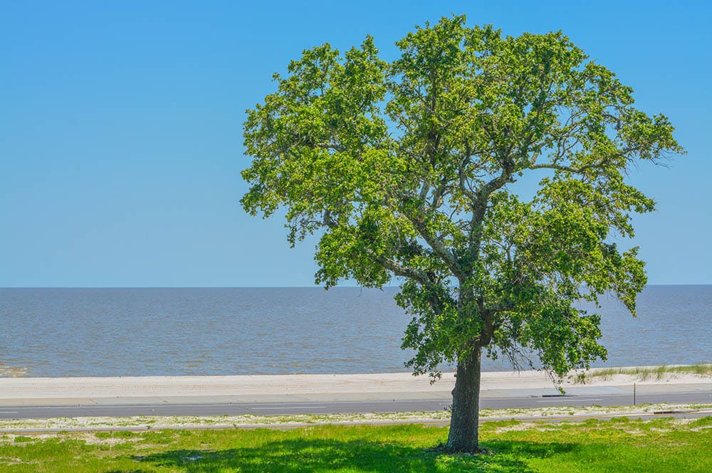 American Elm along the beach