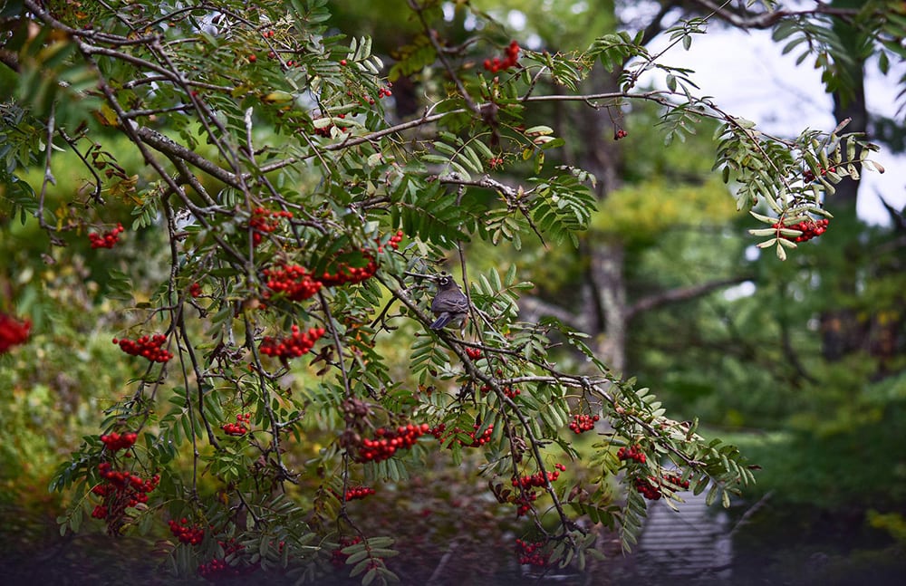 American Mountain Ash_loriaam_Pixabay