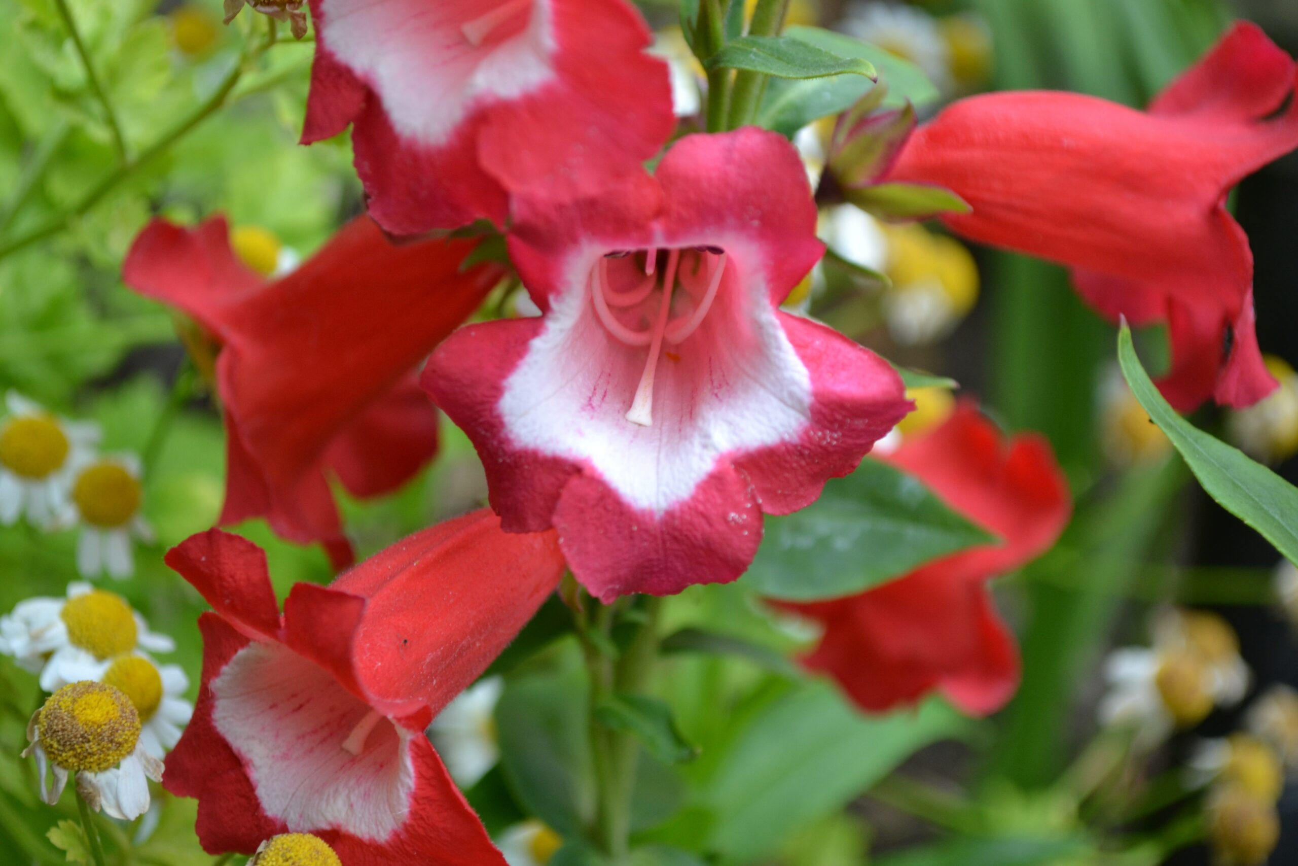Apollo Snapdragon