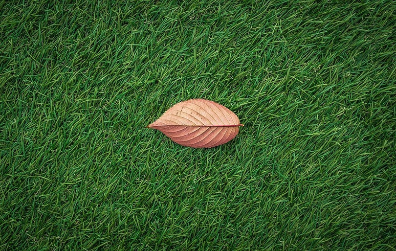 Artificial grass