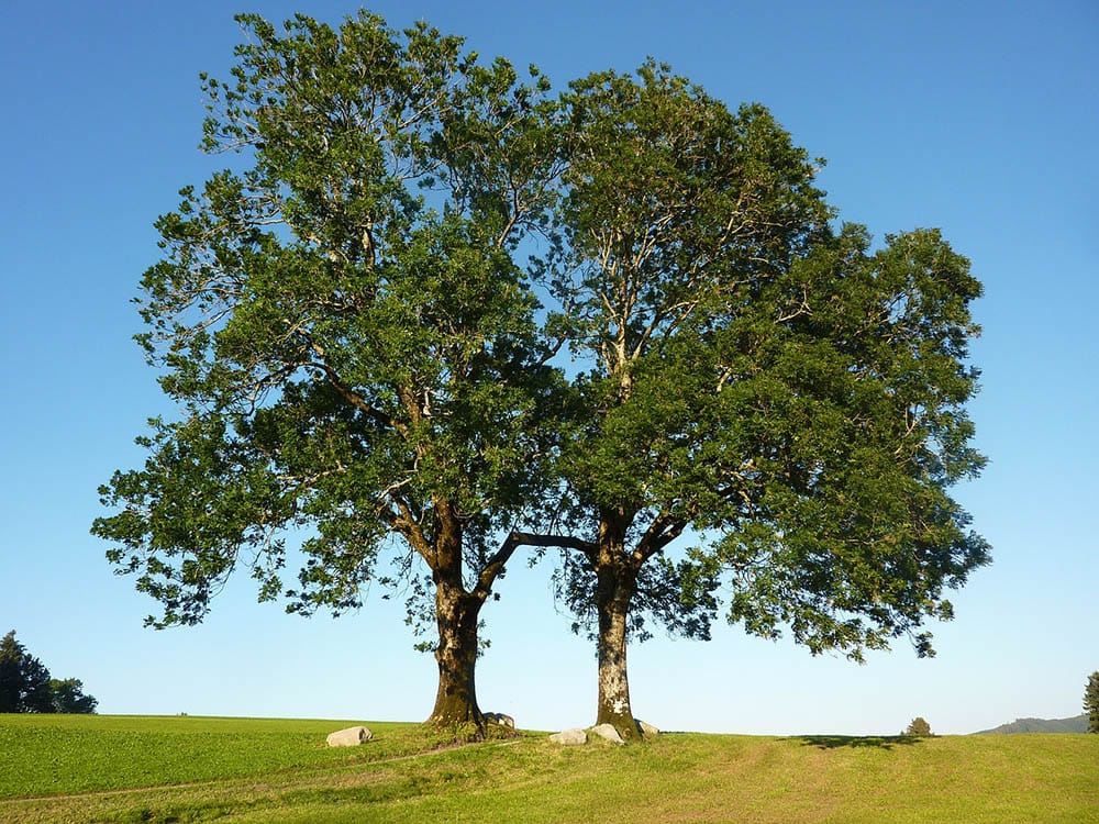 Ash tree