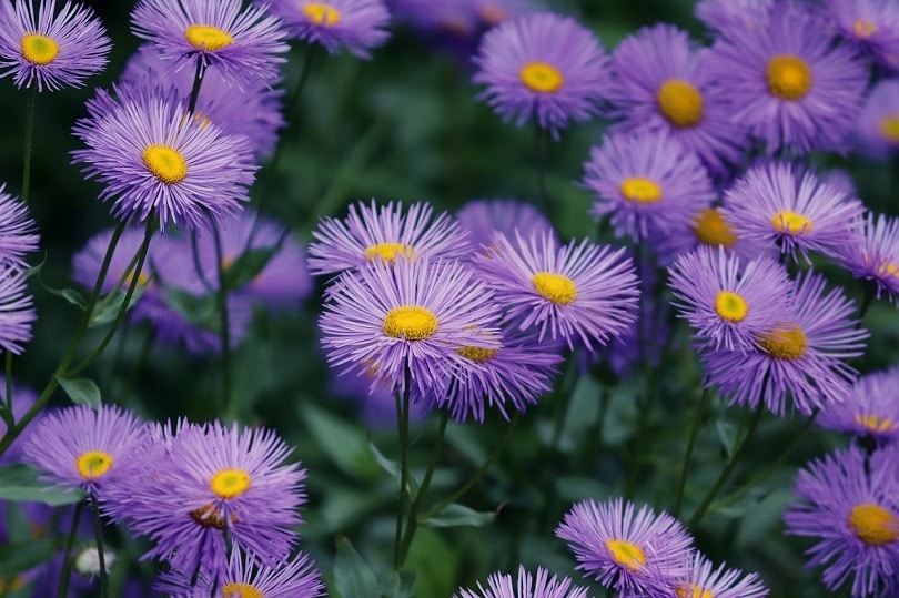 asters-pixabay