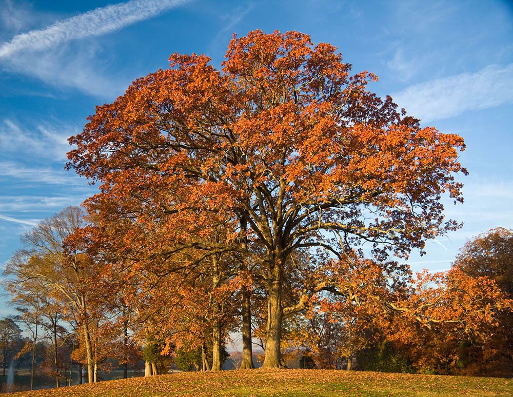 Autumn Post Oak