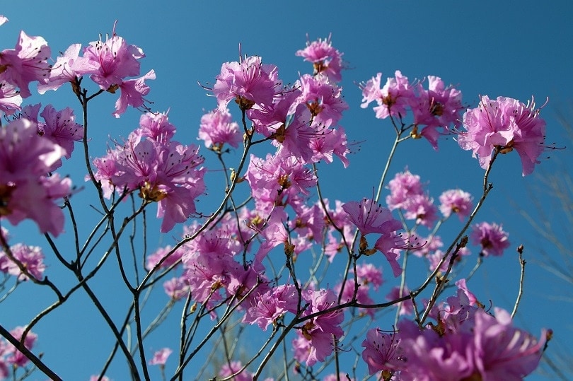 azalea-pixabay (3)