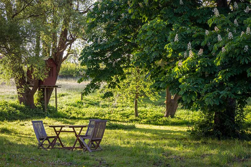 Backyard