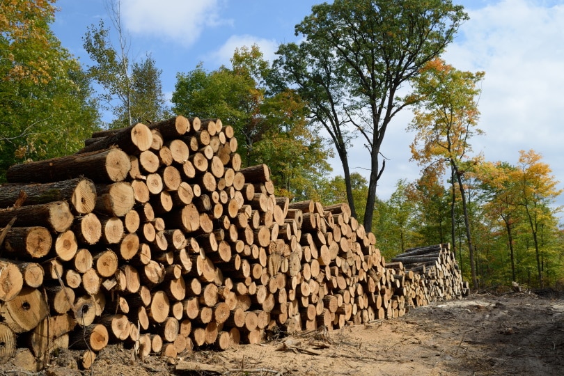 basswood
