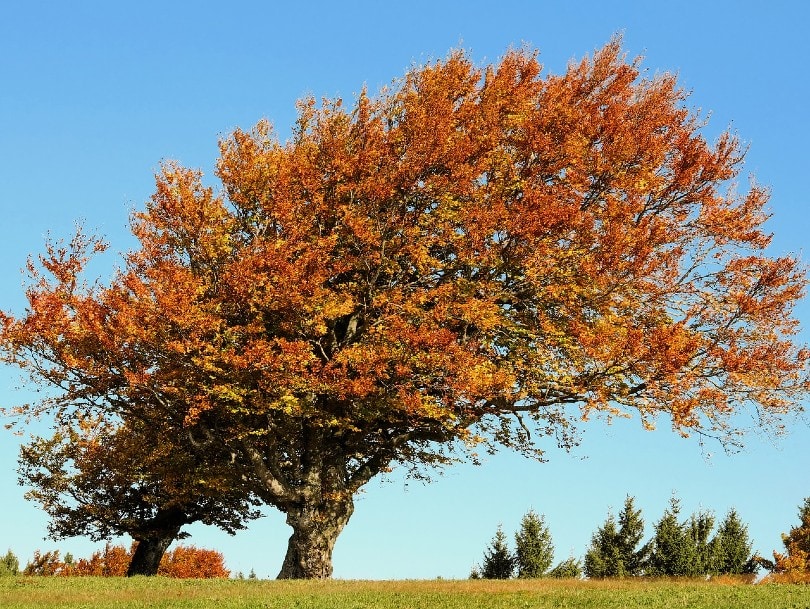 beautiful beech tree