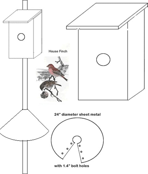 Beauty of Birds Bird Houses & Nesting Box Woodworking Plan House Finches