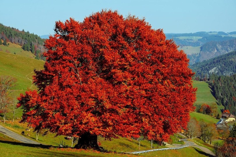 beech tree