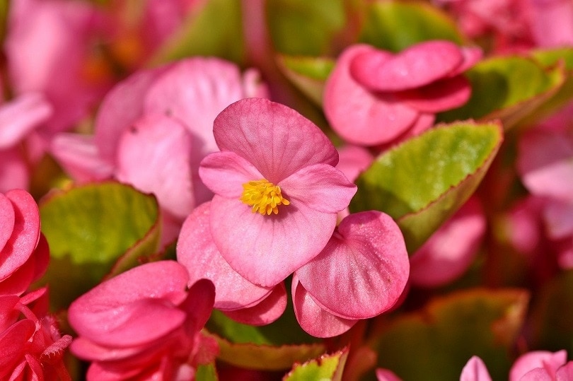 begonia-pixabay