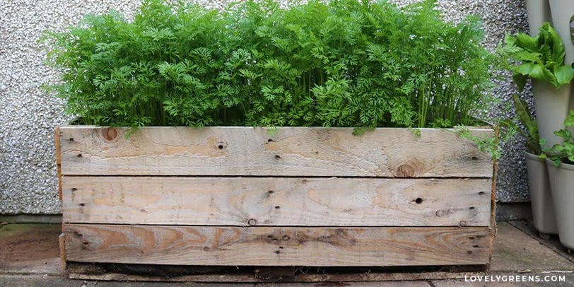 best pallet planter