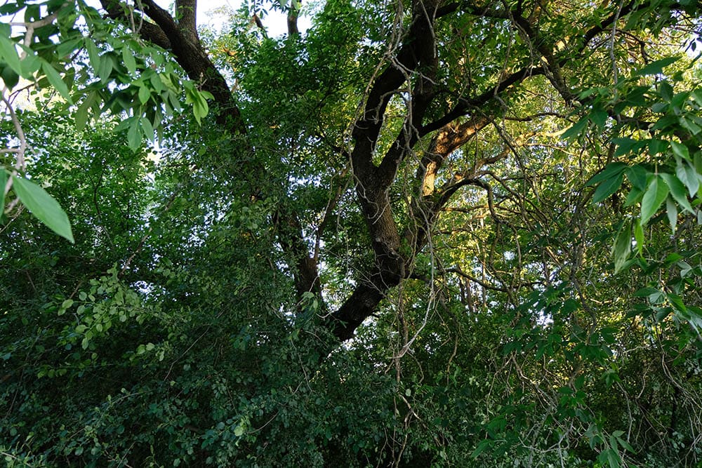 Black Ash tree