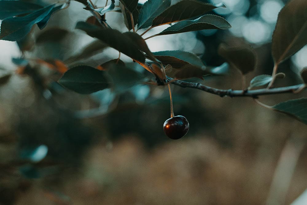 Black Cherry Tree_Irina Iriser_Pexels