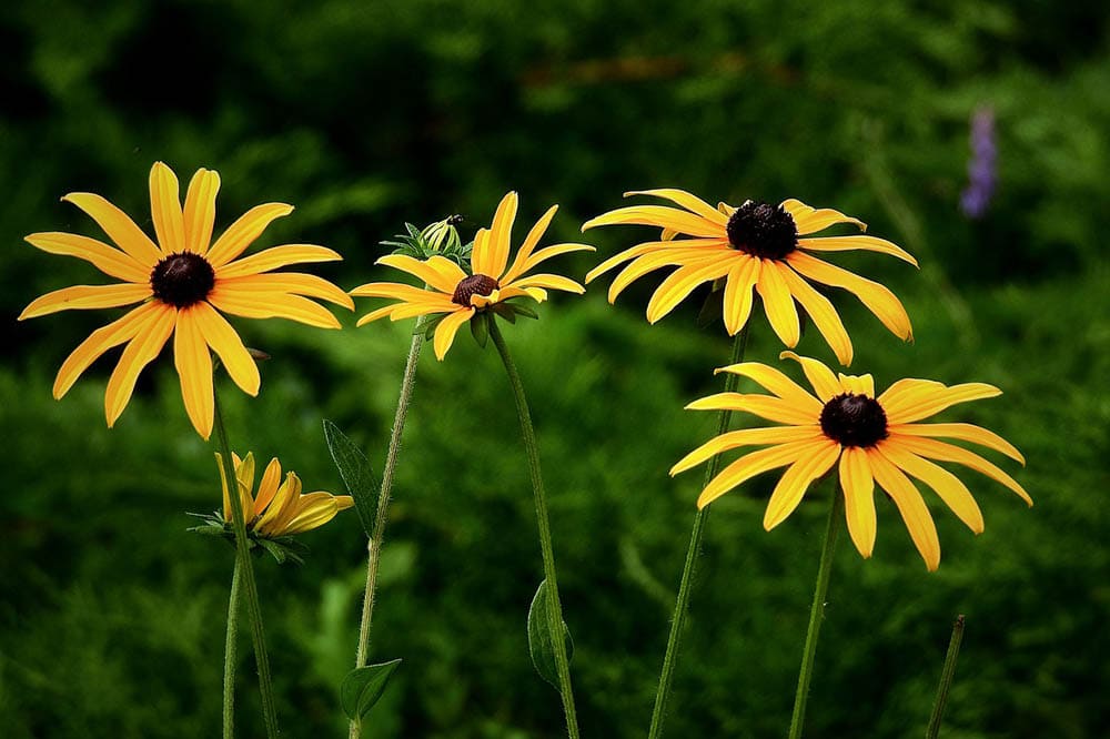 black-eyed susan flowers