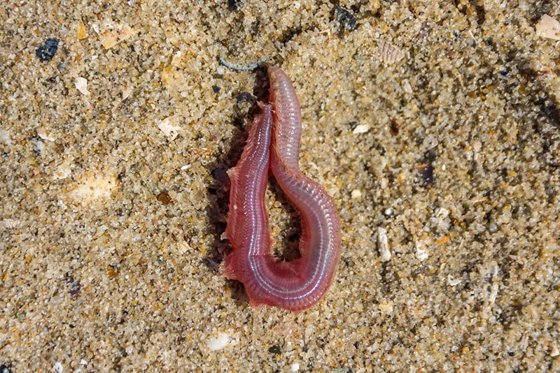 bloodworm on the ground