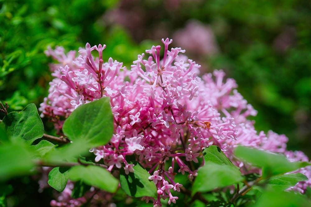 blooming lilac bush