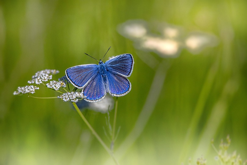 Blue Butterfly