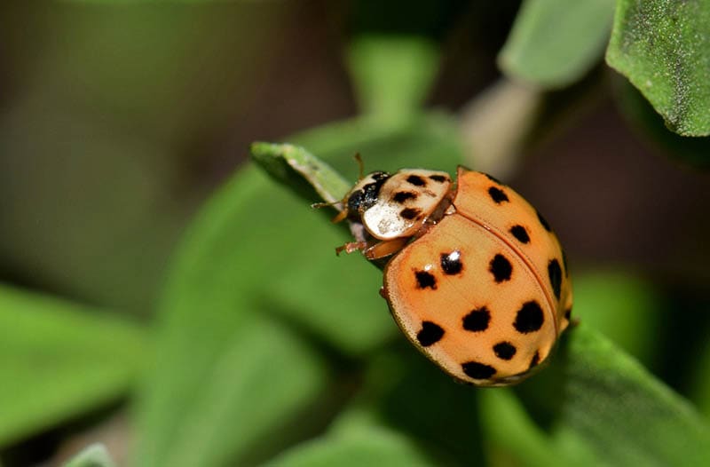 Brown Ladybug