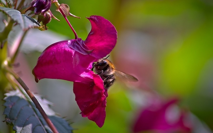 bumblebee-pixabay