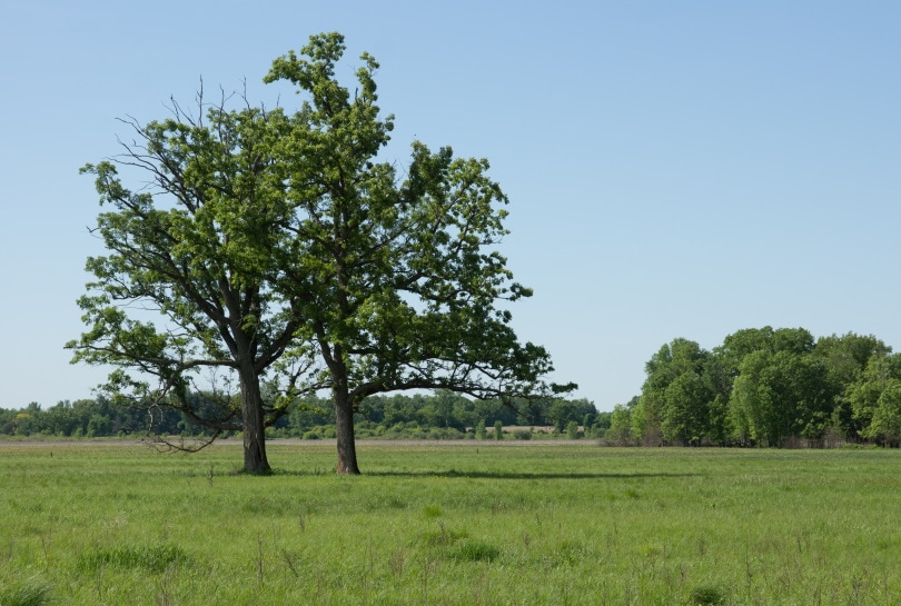 Bur oak tree_Andrew Sabai, Shutterstock