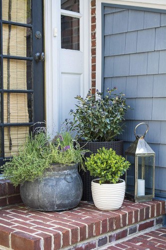 Bushel and Berry The Full Collection – 6 Piece – Cottage Hill – Berry Plants