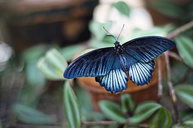 Butterfly Garden