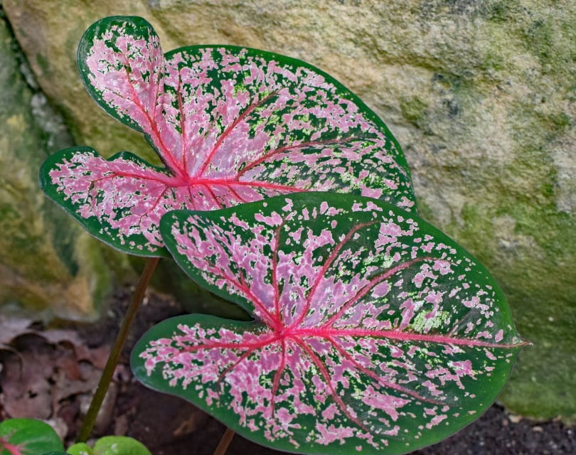caladiums