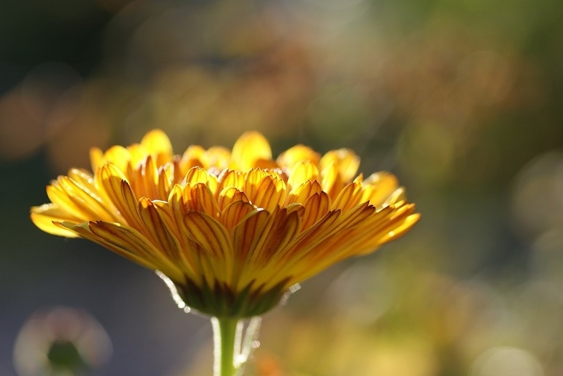 calendula-pixabay