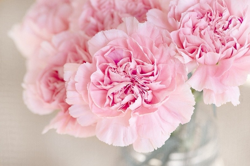 carnation-pixabay