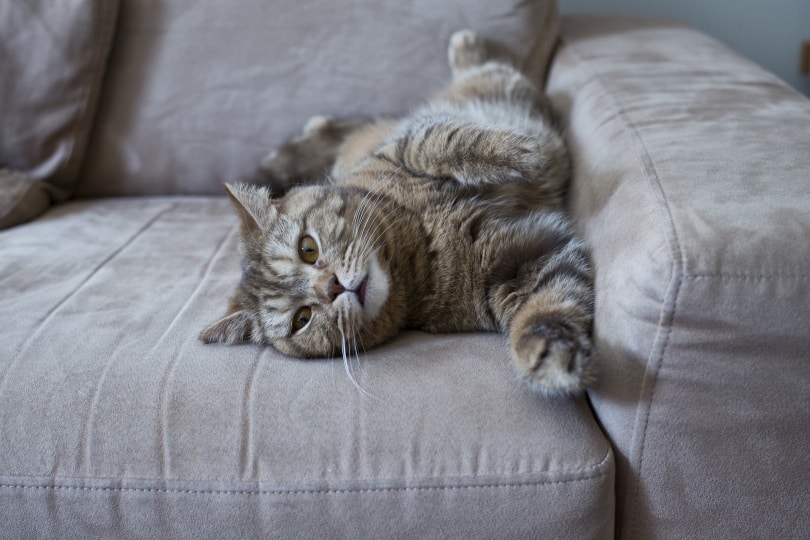 cat lying on couch