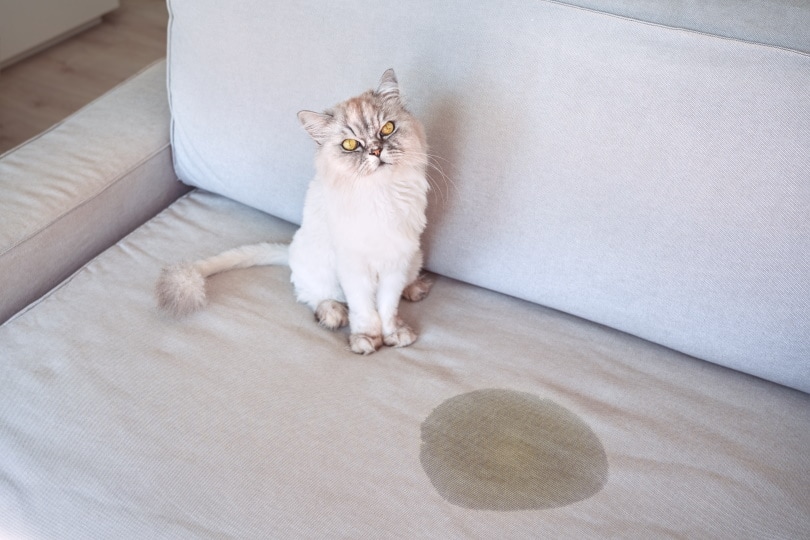 cat siting near wet spot