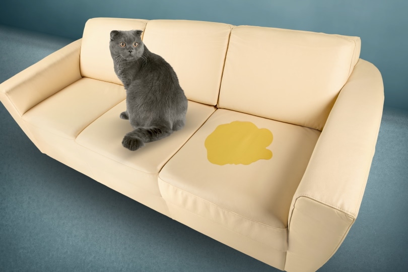 cat sitting on couch