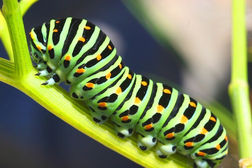 Caterpillars