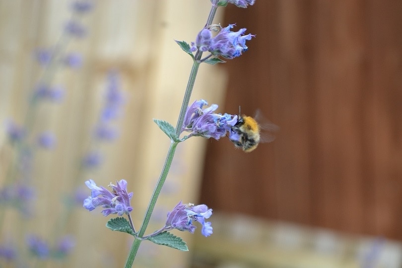 catmint