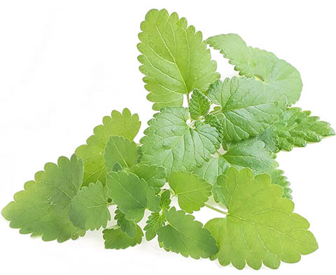 Catnip
