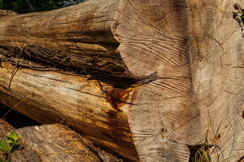 cedar log
