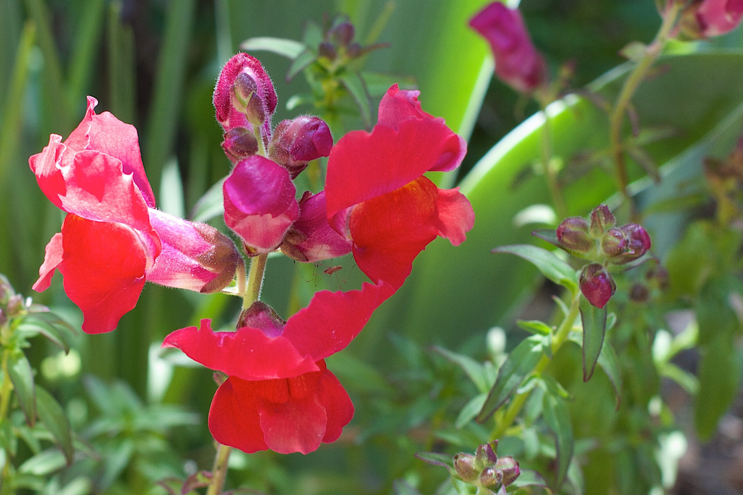 Chantilly Snapdragon