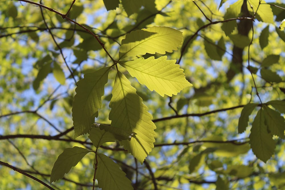 Chestnut Oak_Roca Mharas_Shutterstock