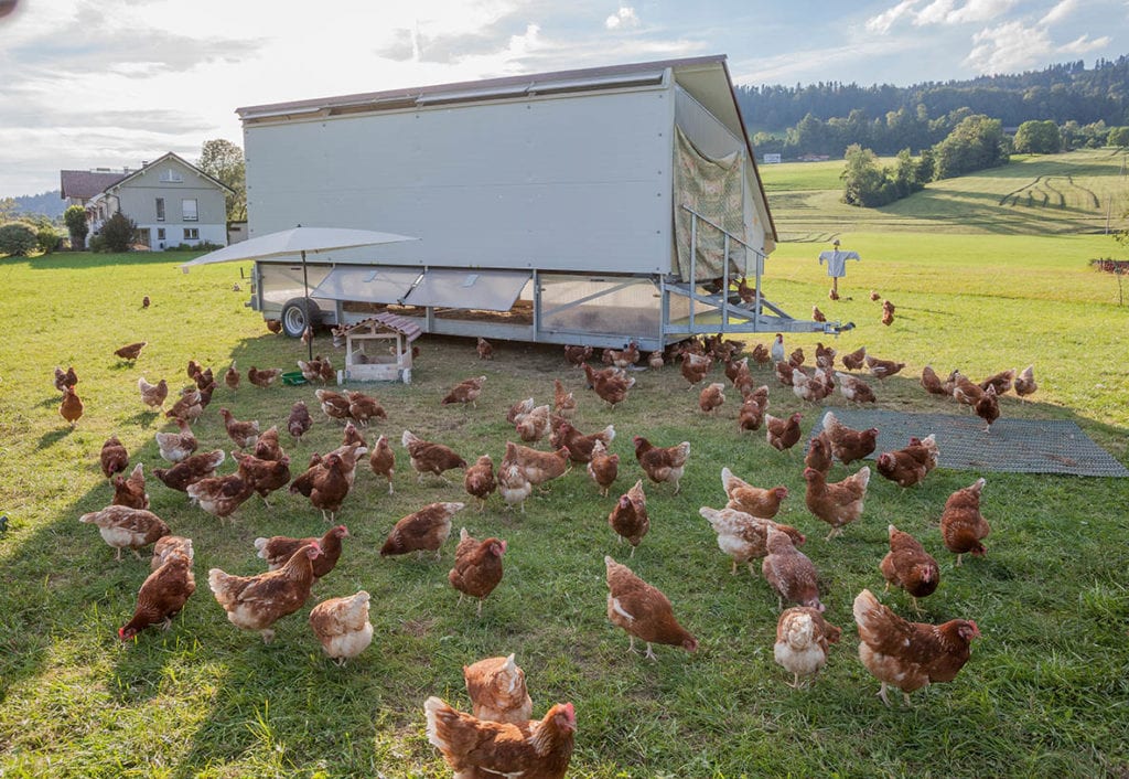 chickens outside mobile coop