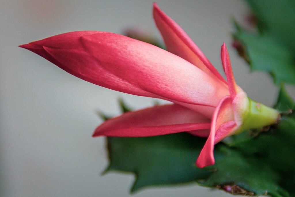 Christmas Cactus