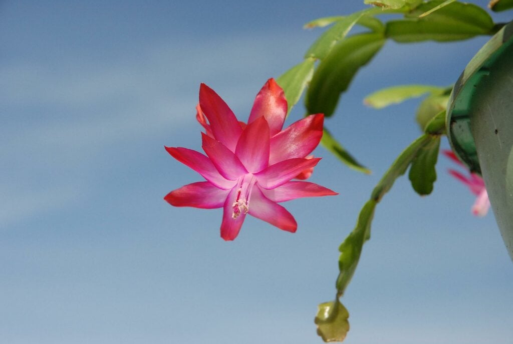Christmas Cactus