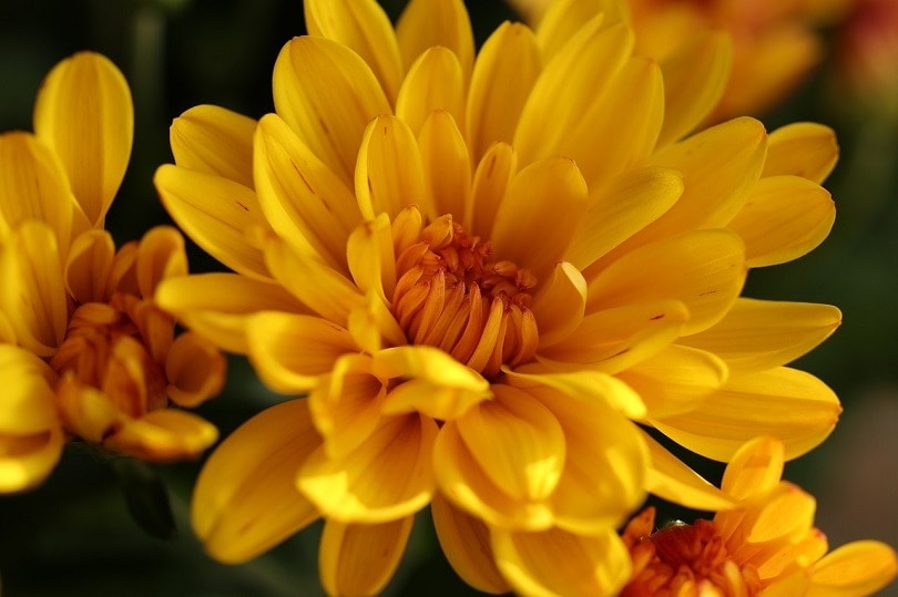 chrysanthemum-pixabay