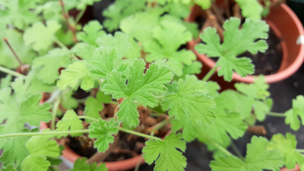 Citronella plant
